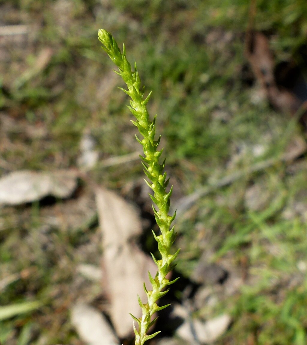 Selaginellaceae (hero image)