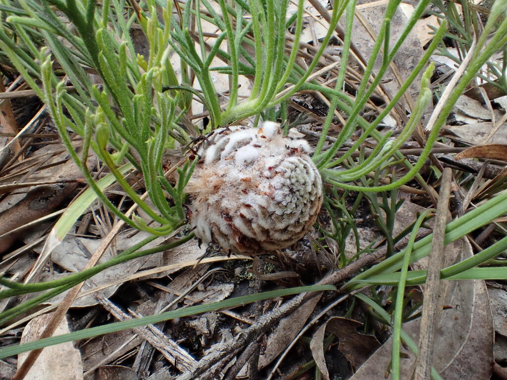 Isopogon (hero image)