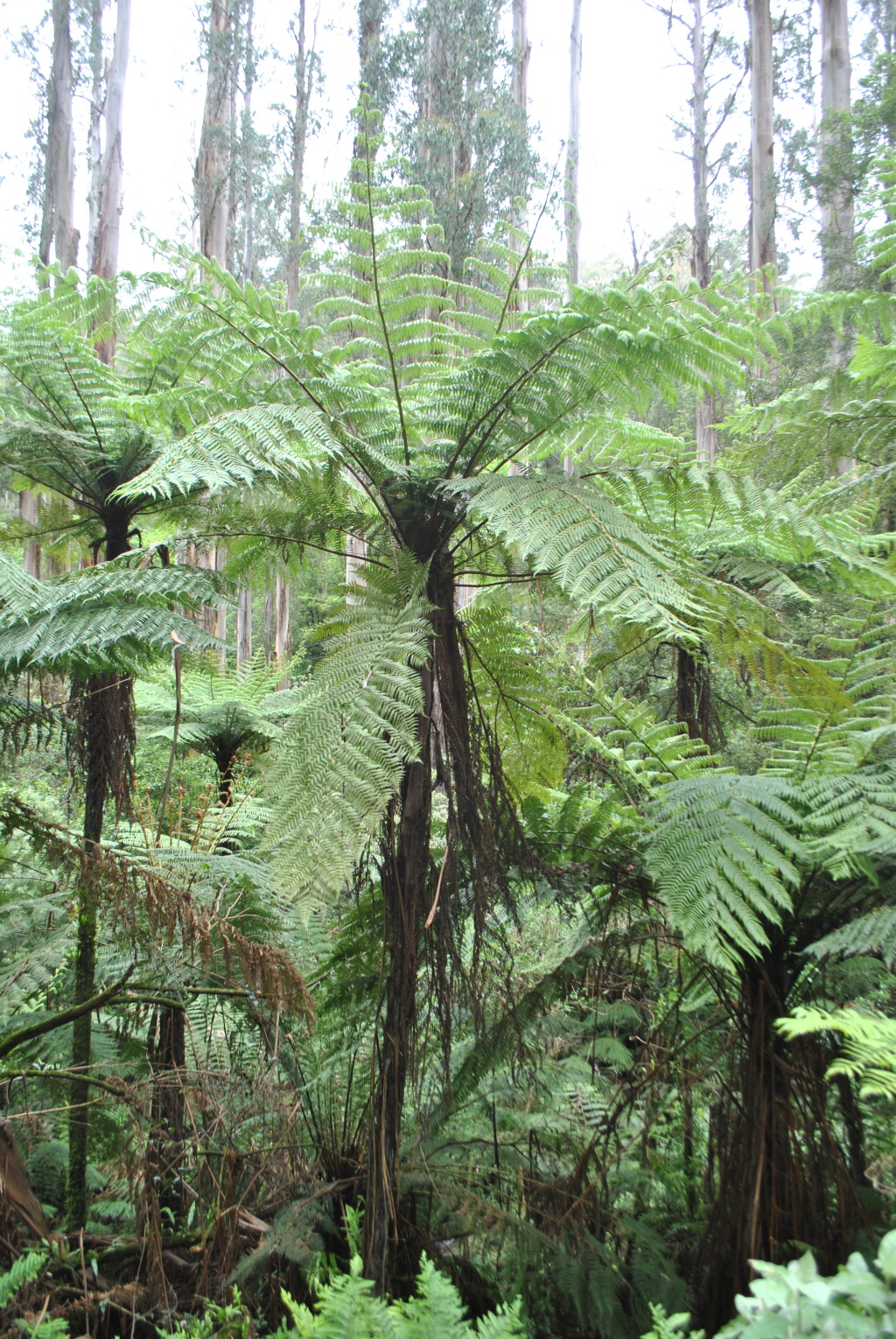 Cyathea cunninghamii (hero image)