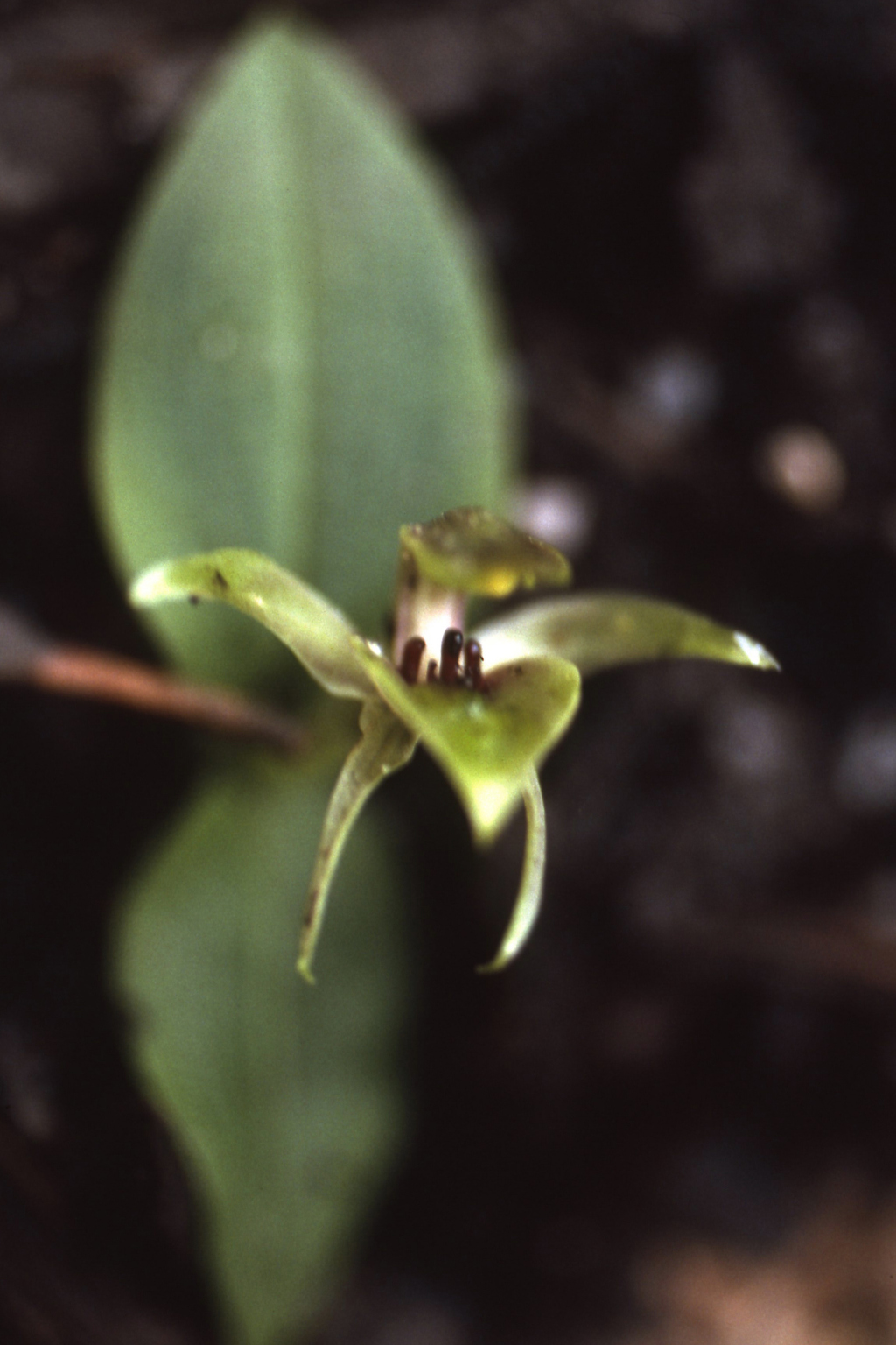 Chiloglottis cornuta (hero image)