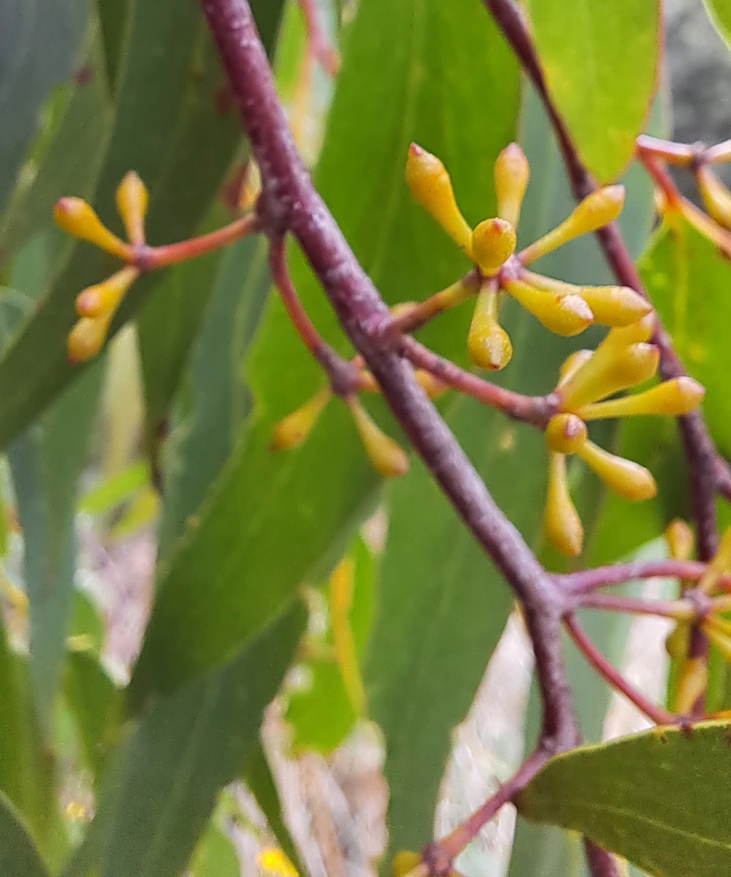 Eucalyptus regnans (hero image)