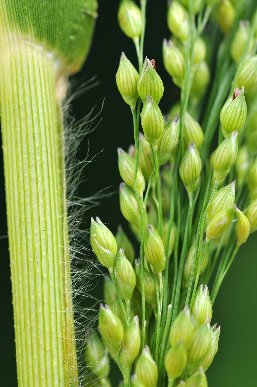 Panicum miliaceum (hero image)