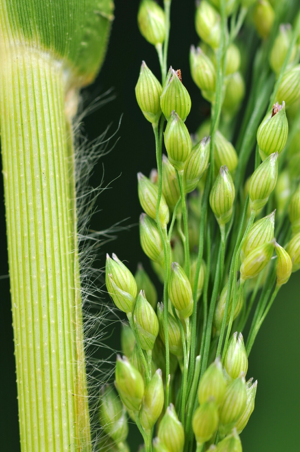 Panicum (hero image)