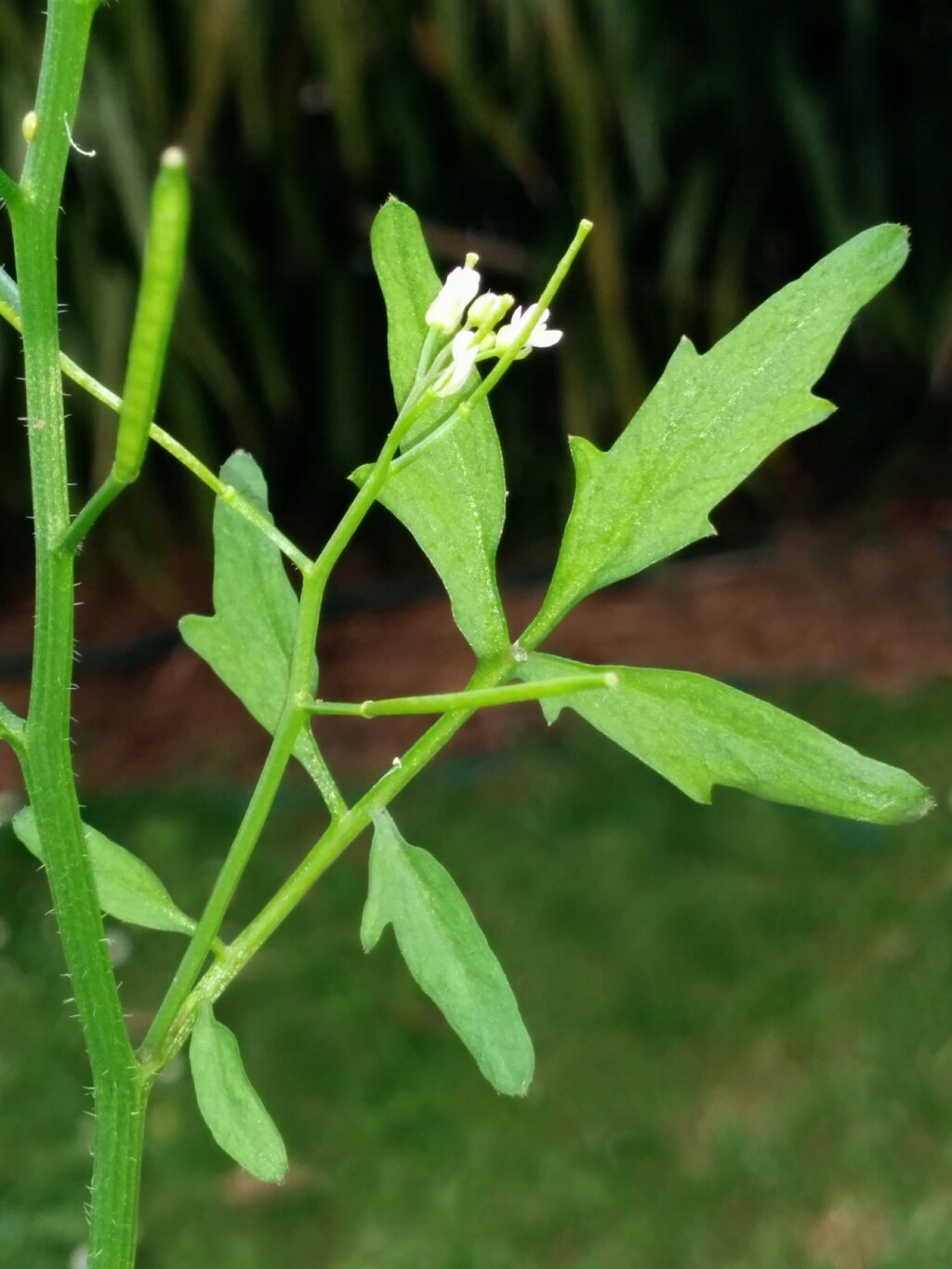 Cardamine flexuosa (hero image)