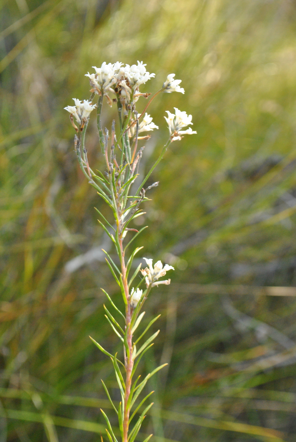 Conospermum taxifolium (hero image)