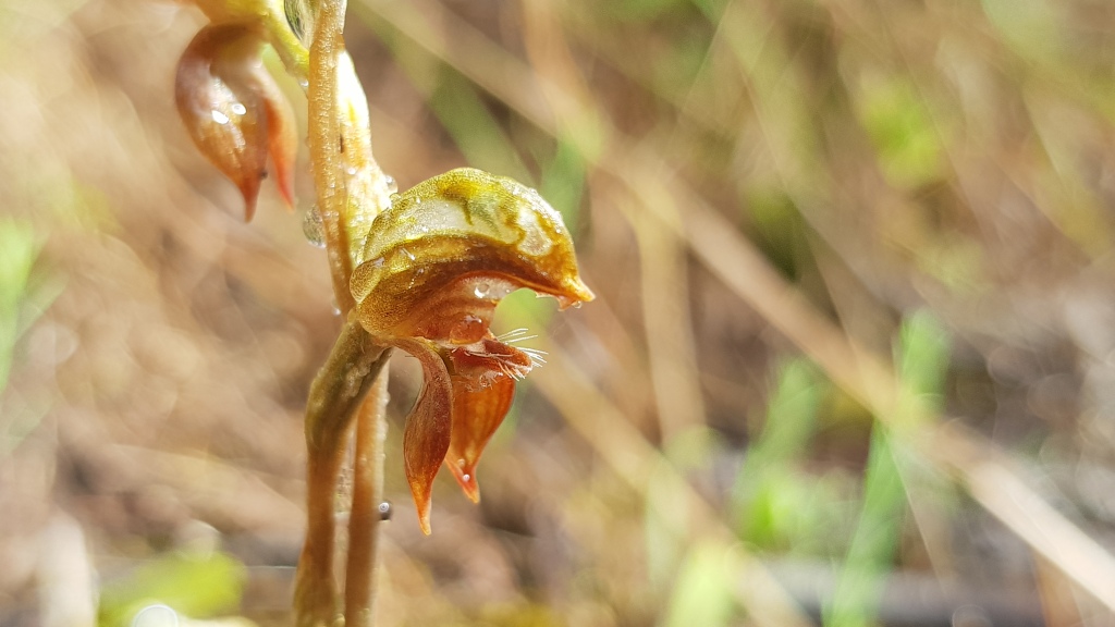 Pterostylis squamata (hero image)