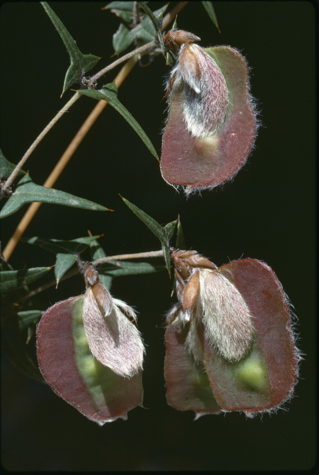 Platylobium obtusangulum (hero image)