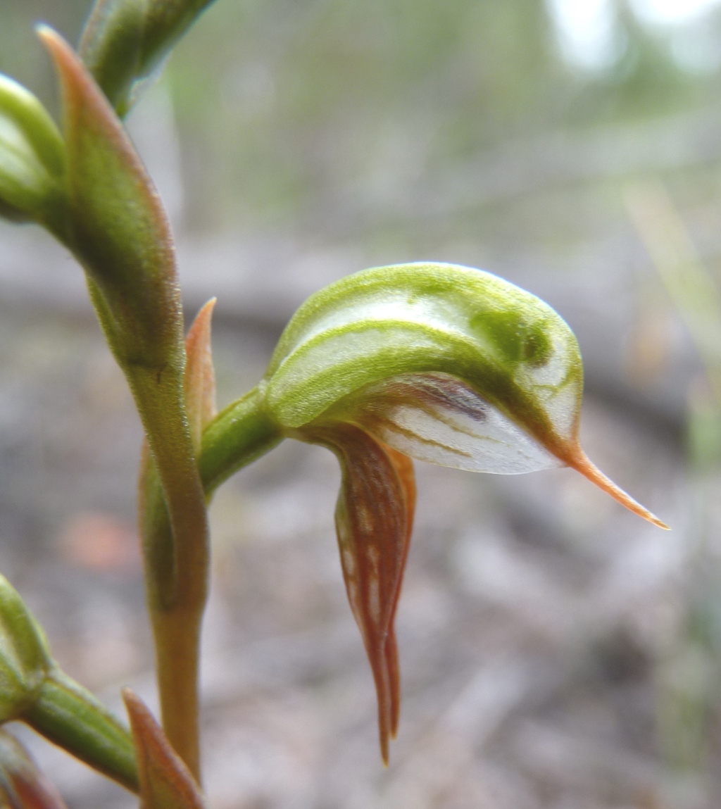 Pterostylis sp. aff. aciculiformis (Beechworth) (hero image)