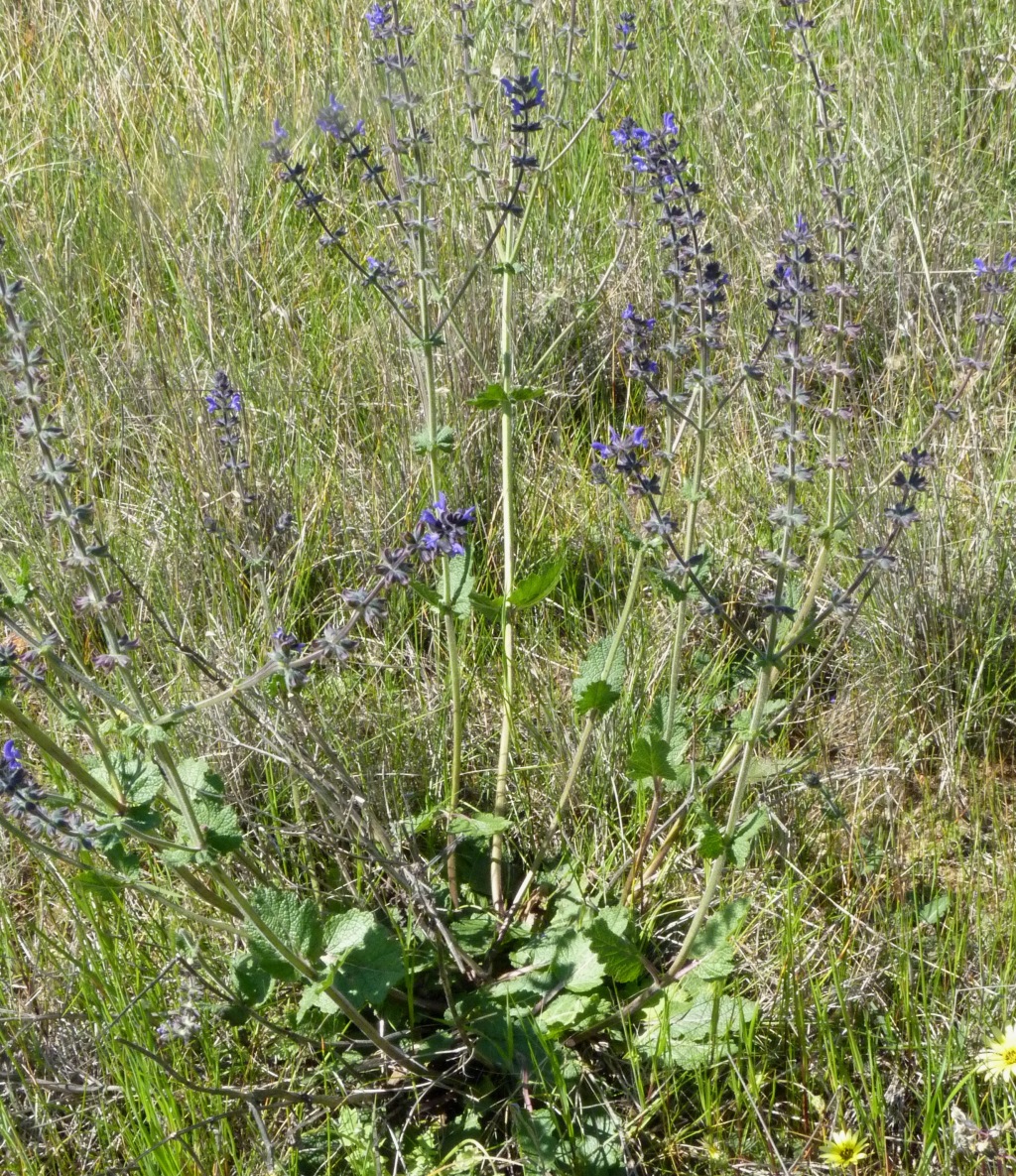 Salvia verbenaca var. verbenaca (hero image)