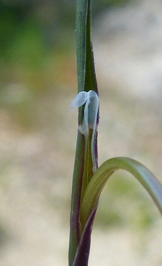 Poa bulbosa (hero image)