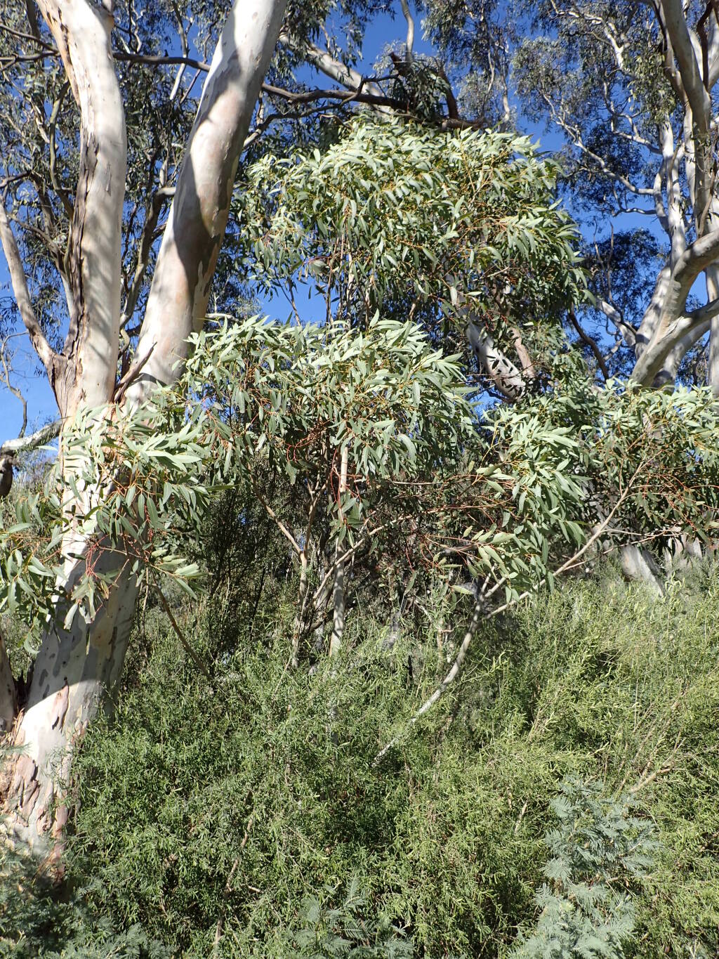 Eucalyptus saligna (hero image)