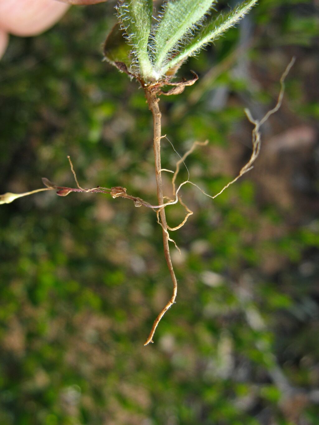 Plantago drummondii (hero image)