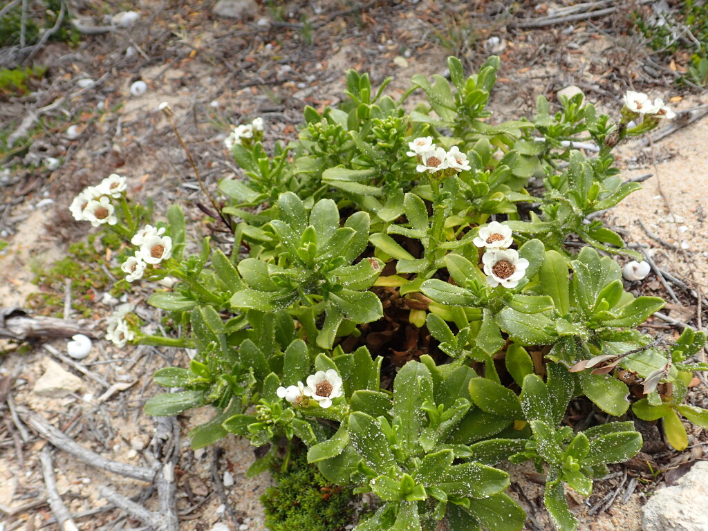Ixodia achillaeoides subsp. arenicola (hero image)