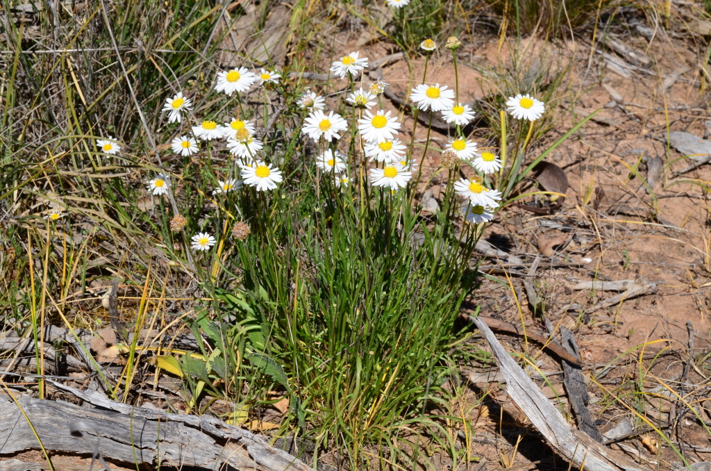 Brachyscome dentata (hero image)