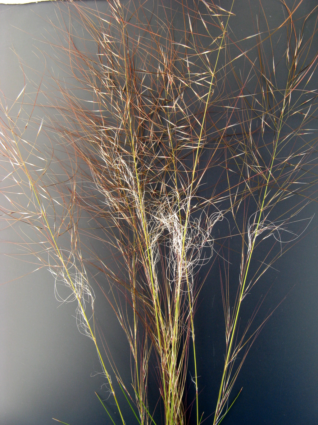 Austrostipa drummondii (hero image)