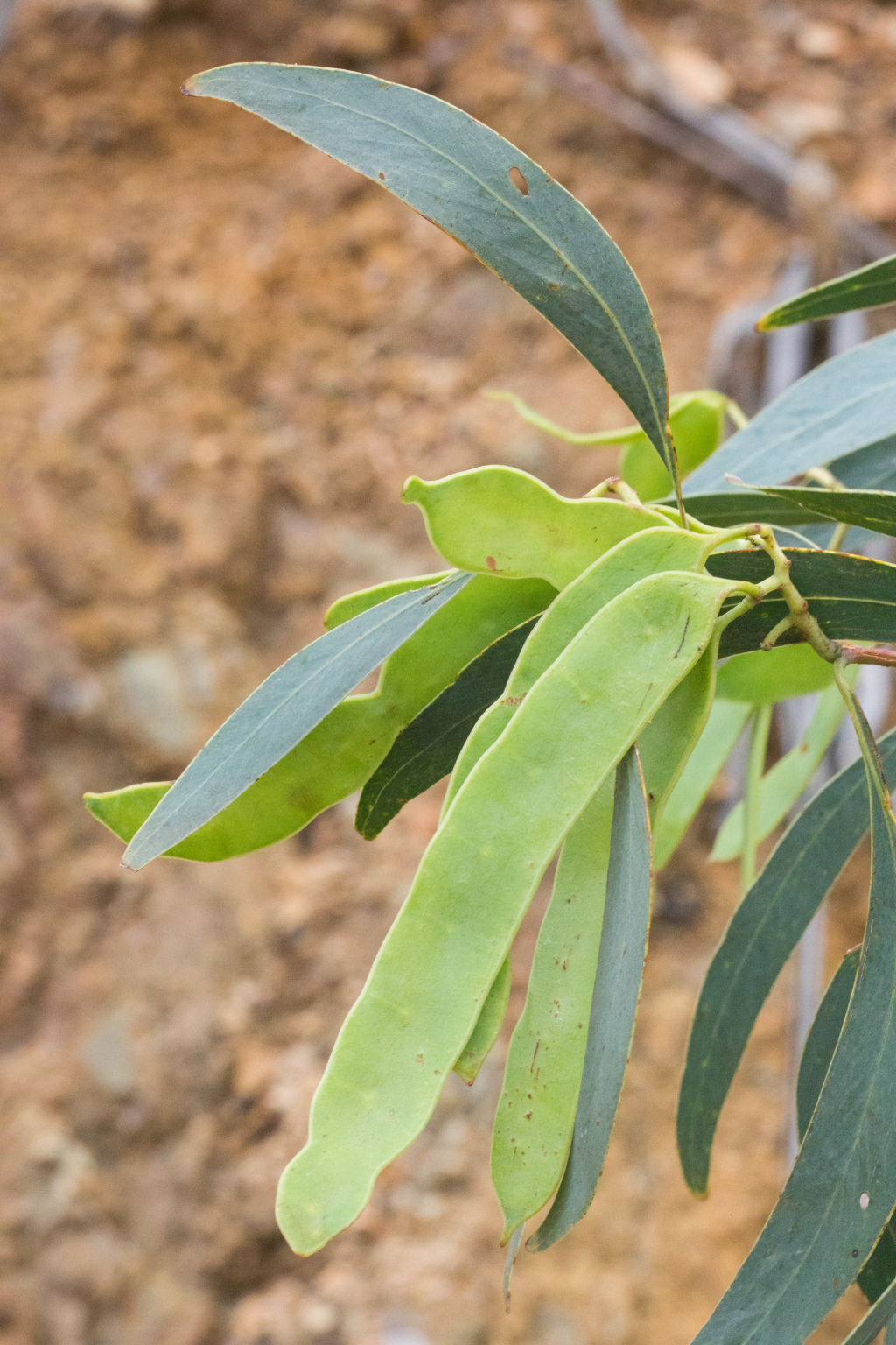 Acacia falciformis (hero image)