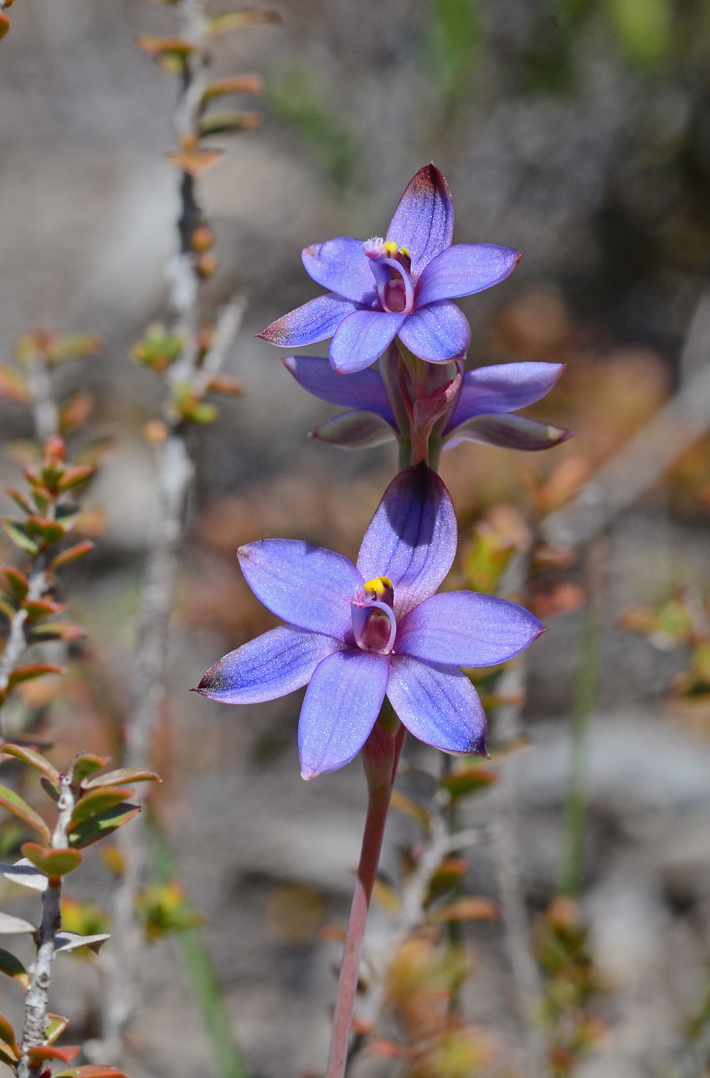 Thelymitra azurea (hero image)