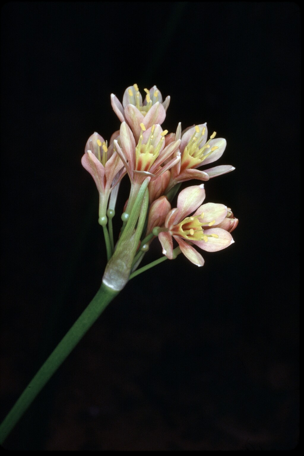 Calostemma purpureum (hero image)