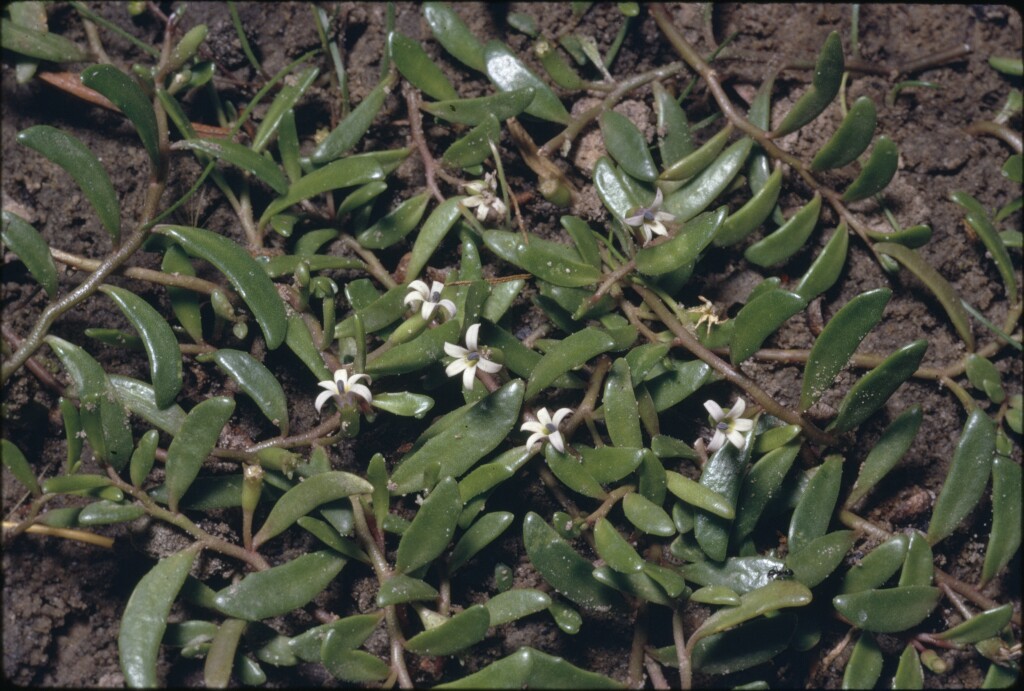 Lobelia irrigua (hero image)