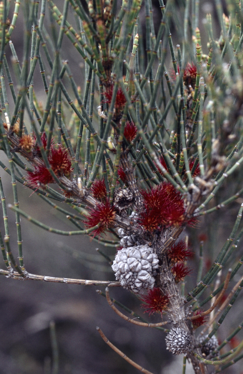 Allocasuarina paludosa (hero image)