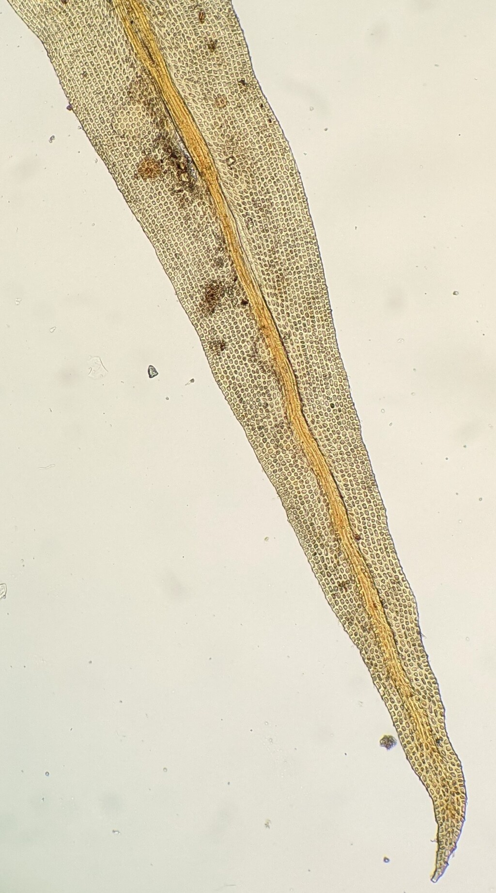 Ulota cochleata (hero image)