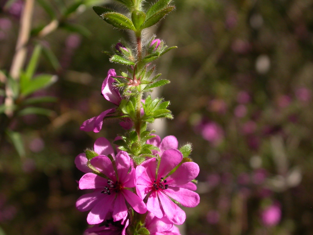 Cunoniaceae (hero image)