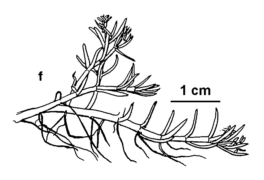 Myriophyllum pedunculatum subsp. pedunculatum (hero image)