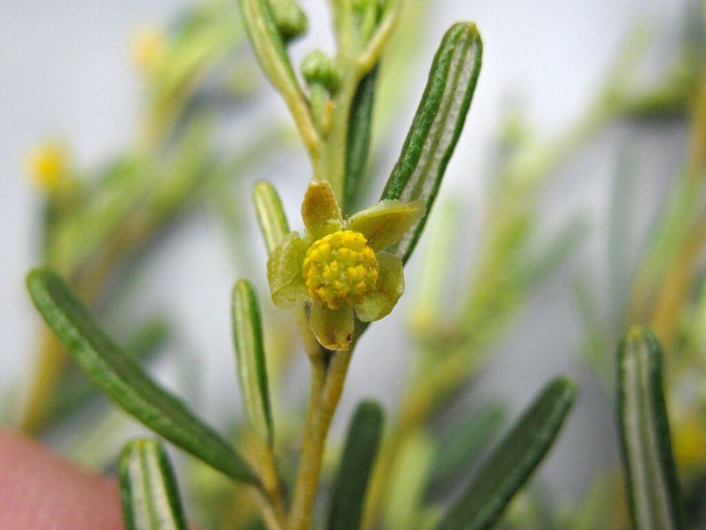 Beyeria lechenaultii (hero image)