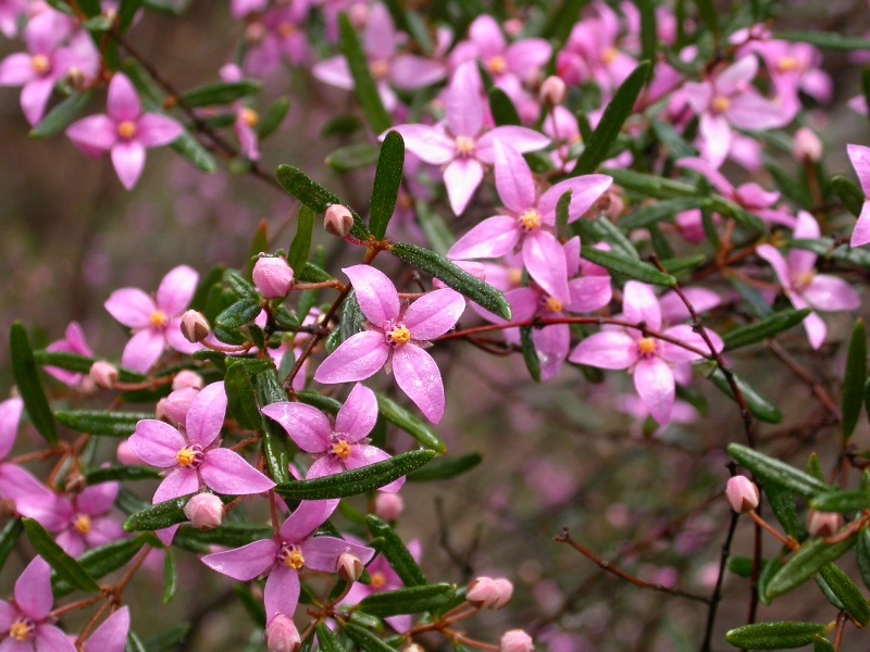 Boronia ledifolia (hero image)