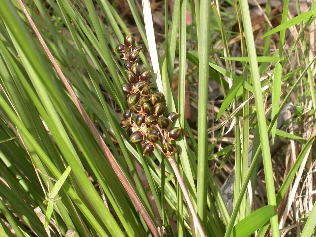Lomandra longifolia (hero image)