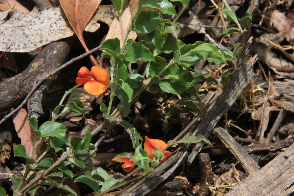 Podolobium procumbens (hero image)