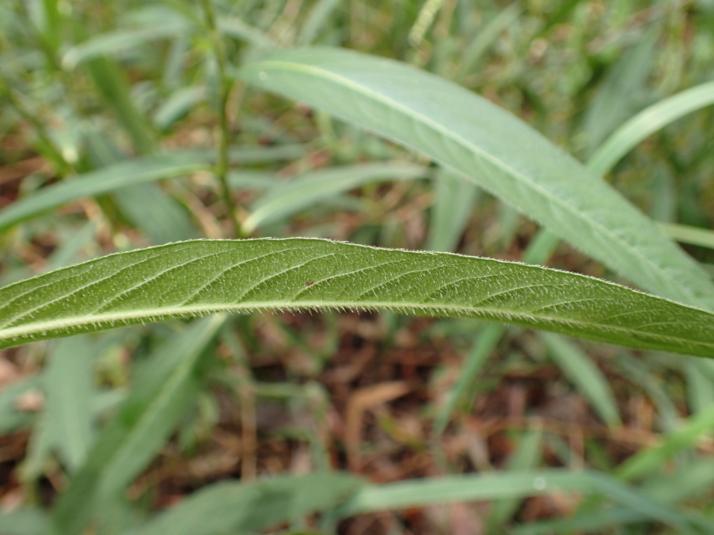 Persicaria subsessilis (hero image)