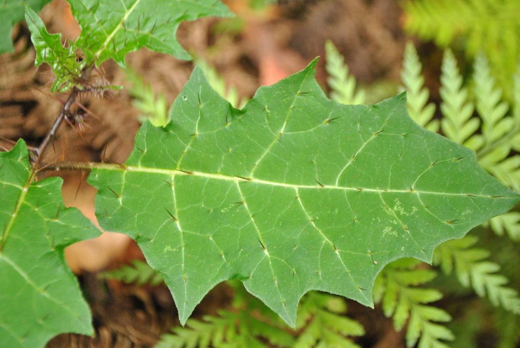 Solanum prinophyllum (hero image)