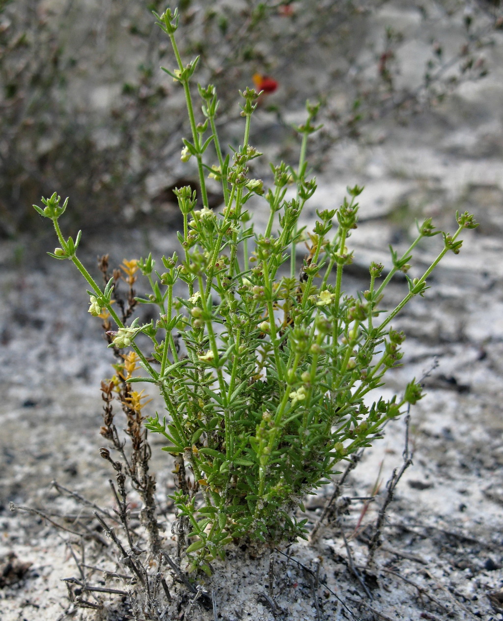 Galium compactum (hero image)