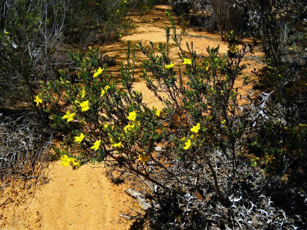 Hibbertia devitata (hero image)