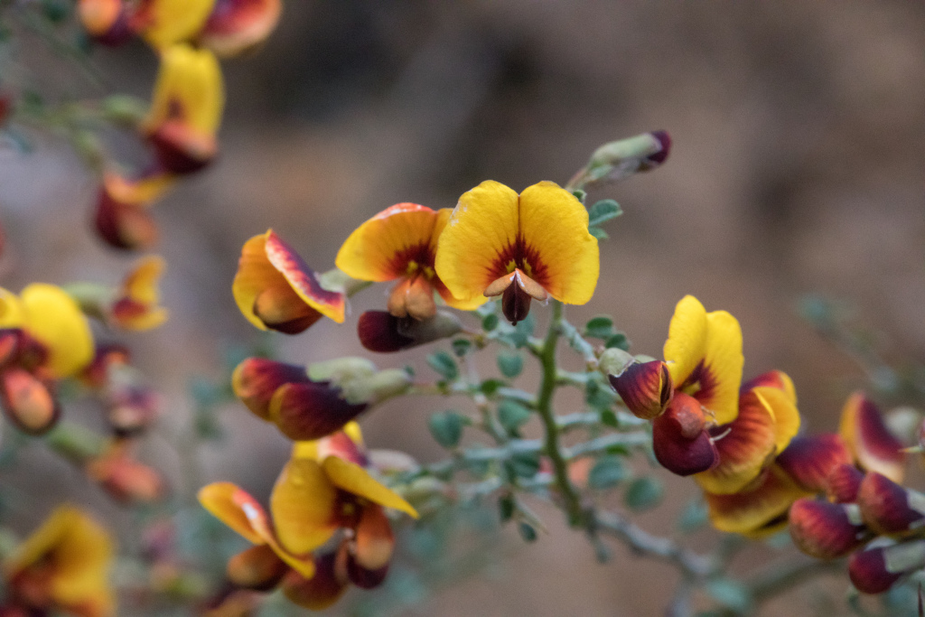 Bossiaea obcordata (hero image)