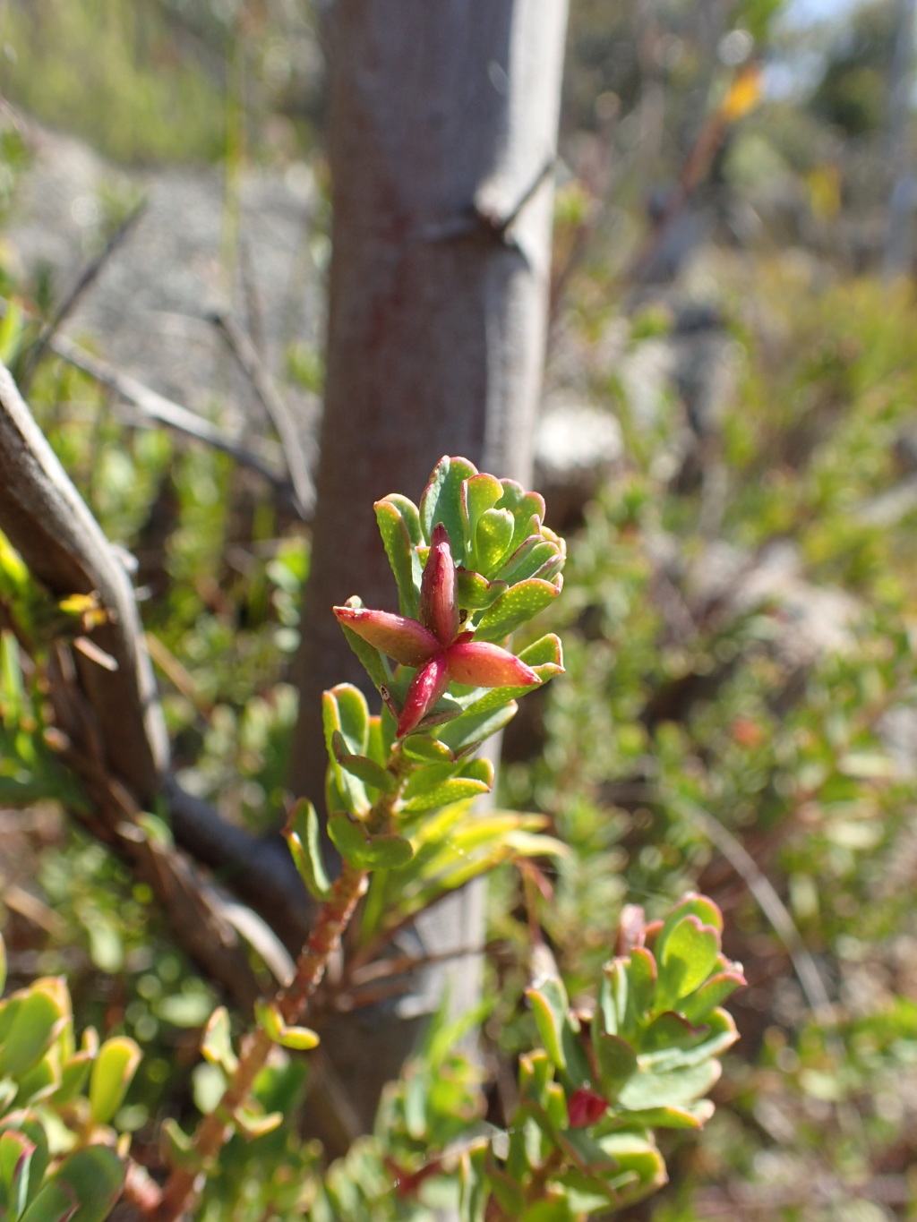 Rutaceae (hero image)