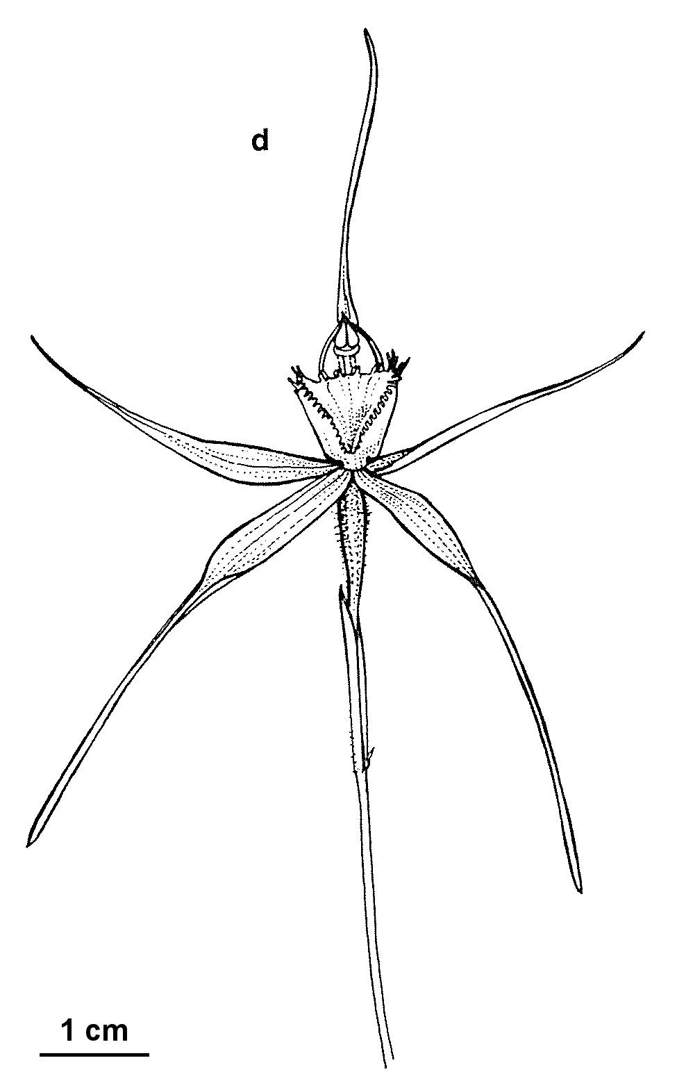 Caladenia flavovirens (hero image)