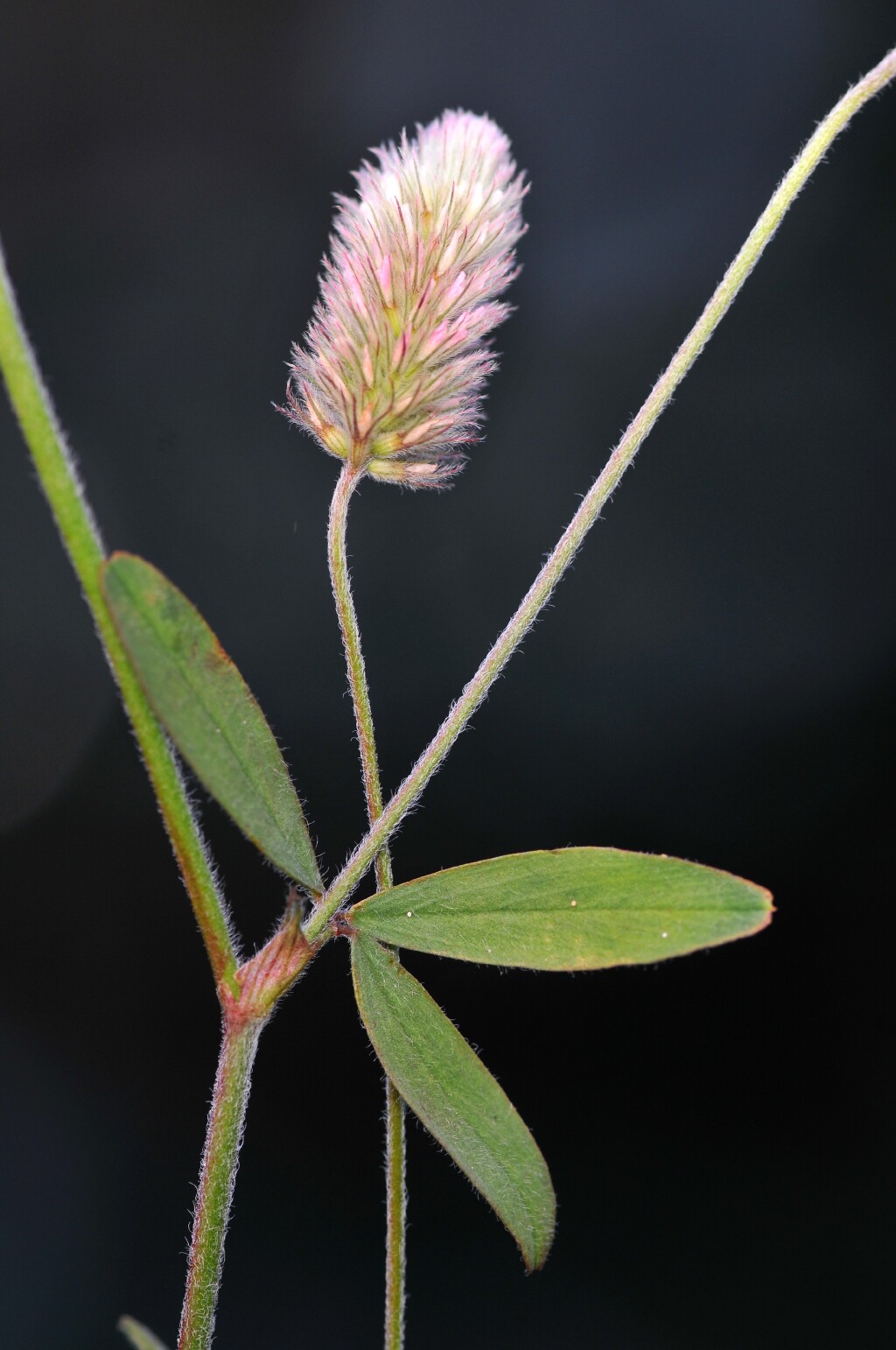 Trifolium arvense (hero image)