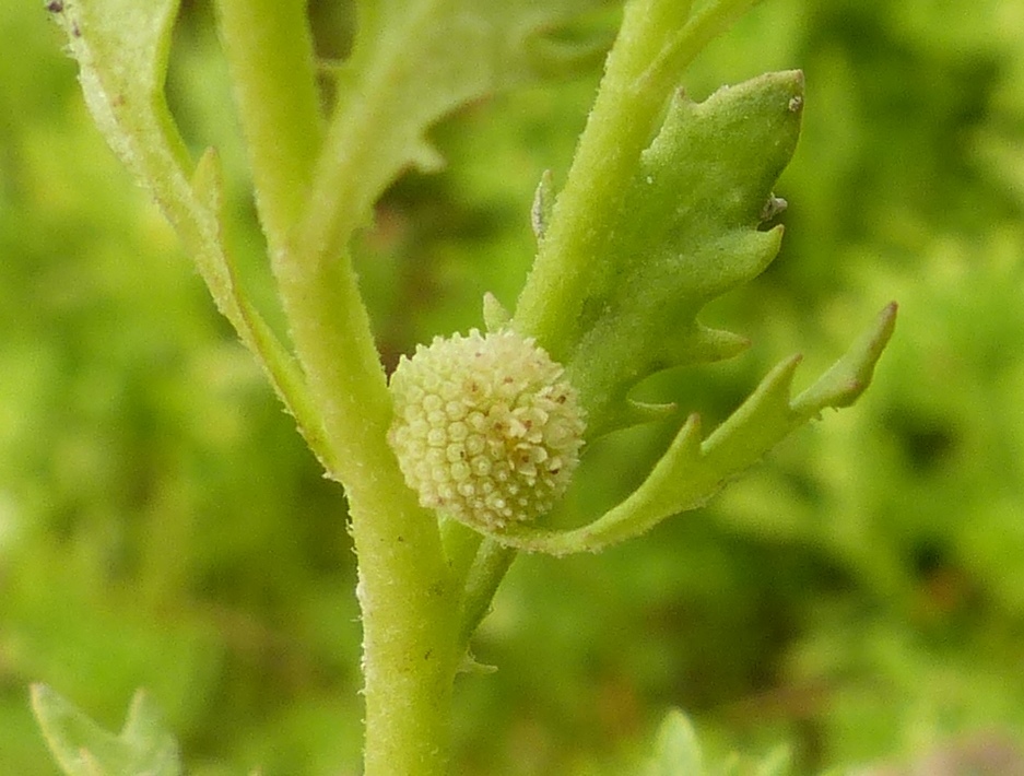 Centipeda cunninghamii (hero image)