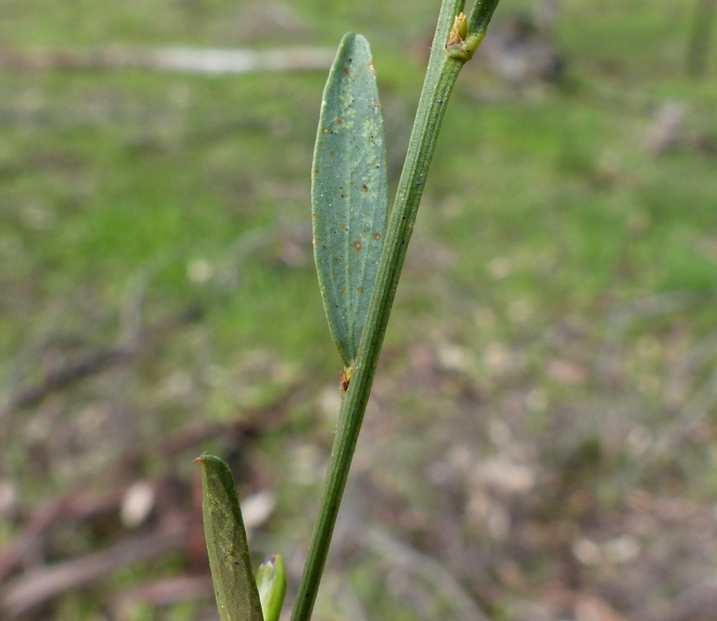 Templetonia stenophylla (hero image)