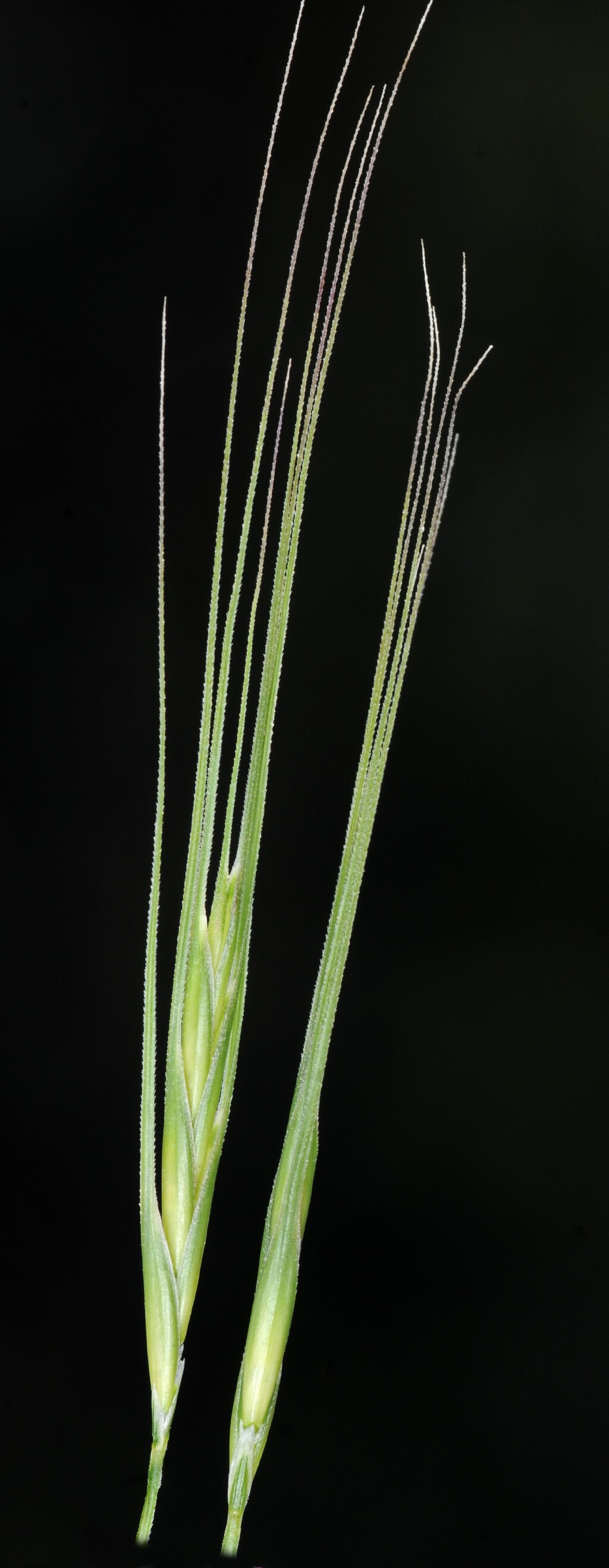 Anthosachne scabra (hero image)