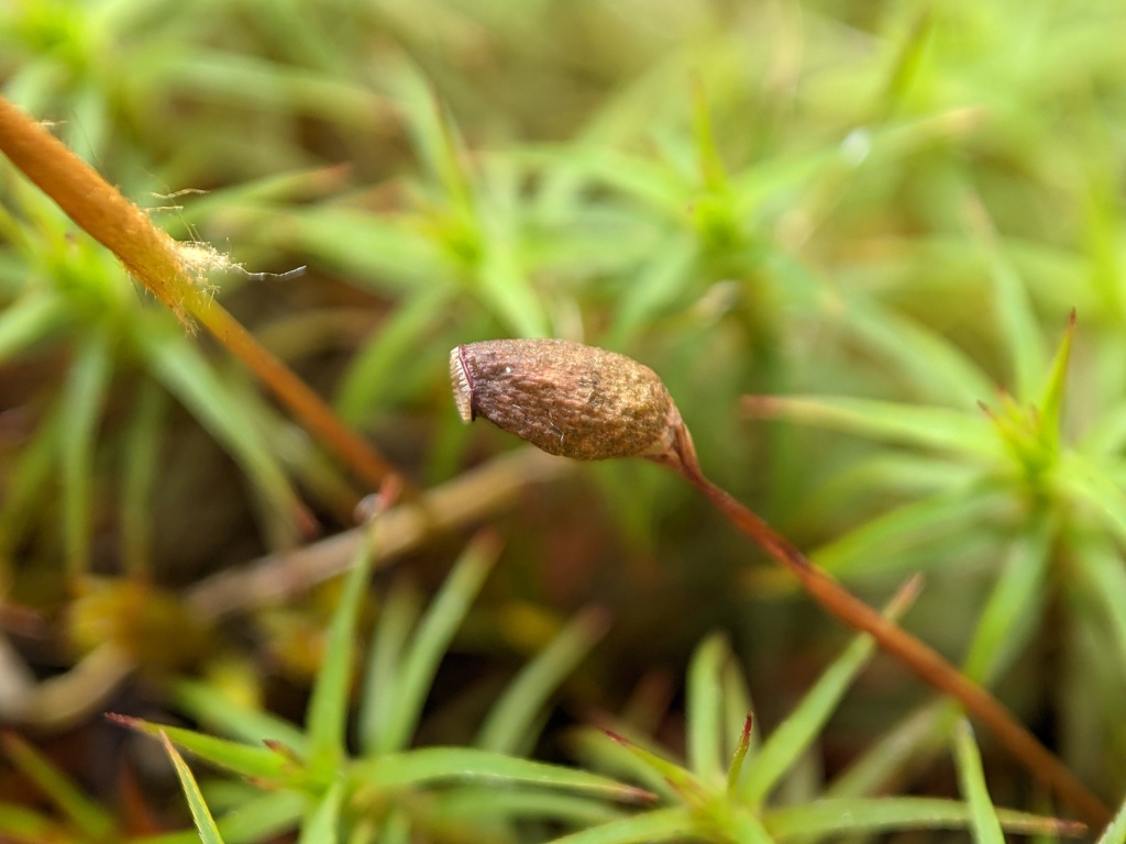 Polytrichastrum (hero image)