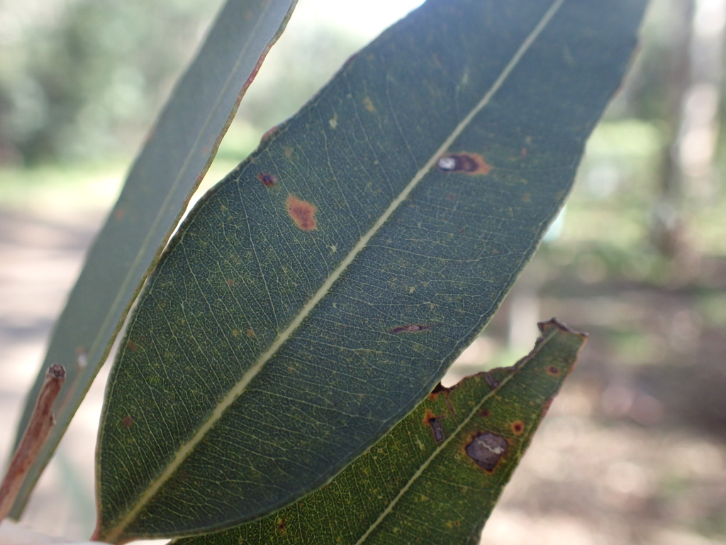 Eucalyptus saligna (hero image)