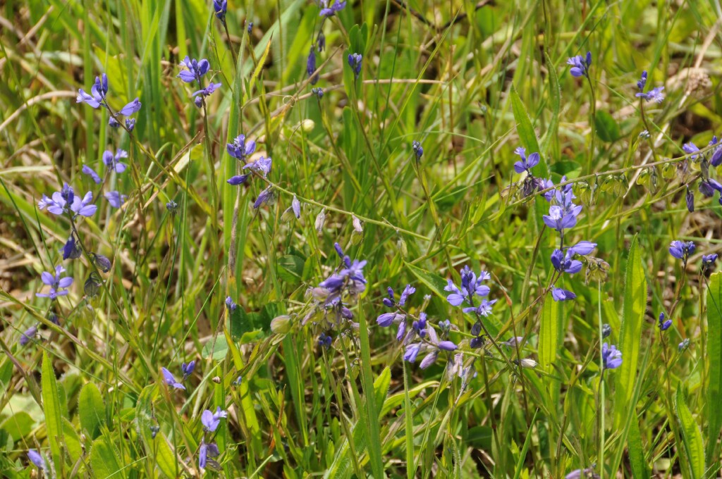 Polygala vulgaris (hero image)