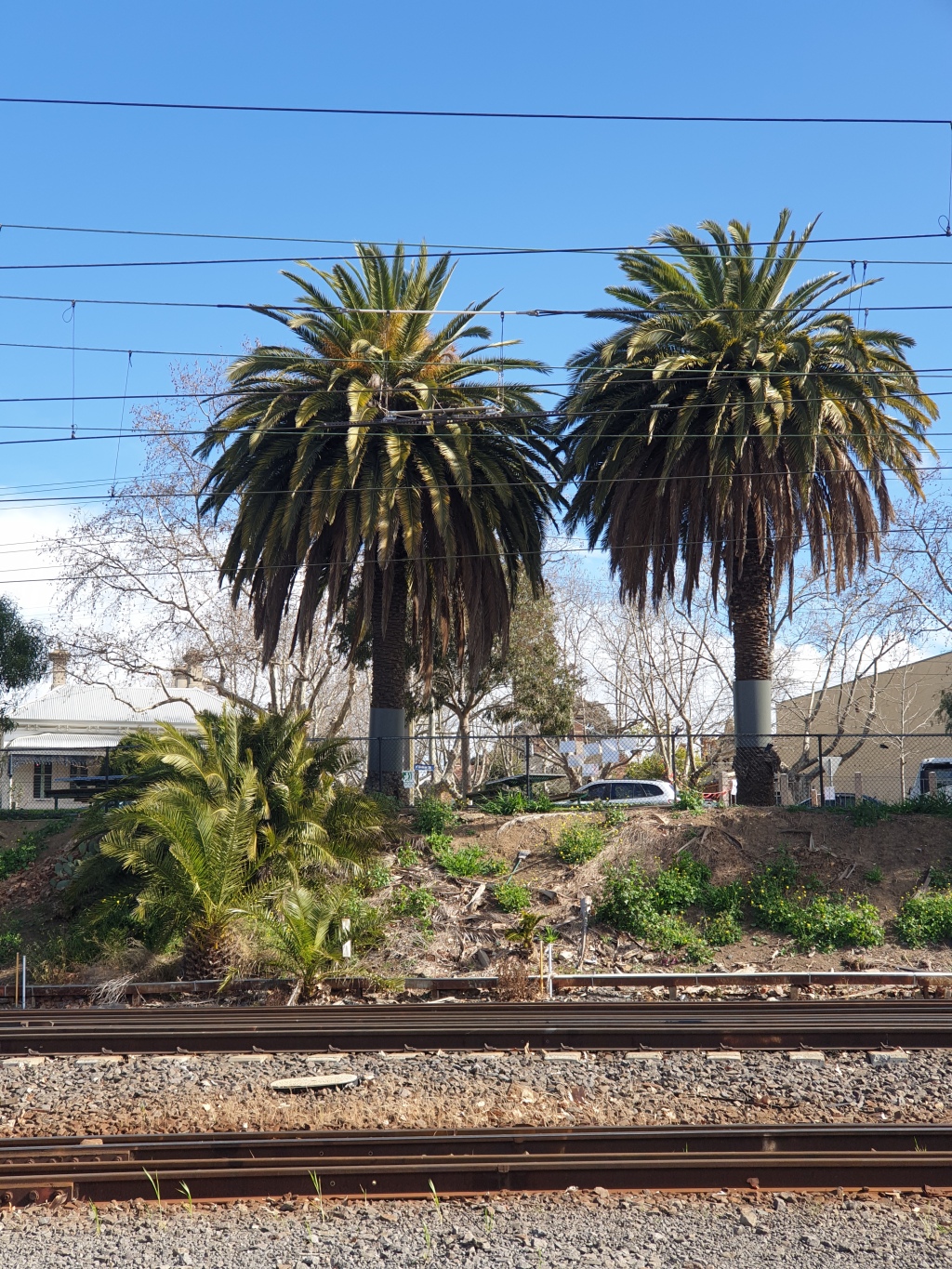 Phoenix canariensis (hero image)