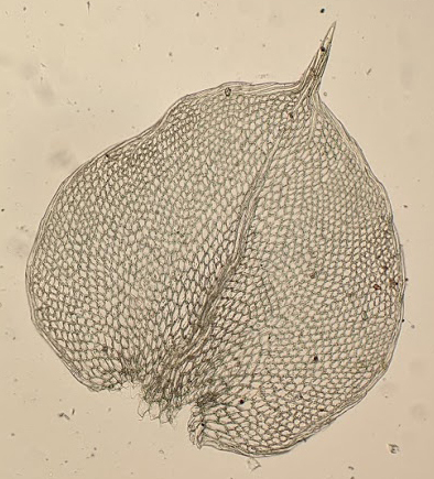 Hypopterygium didictyon (hero image)