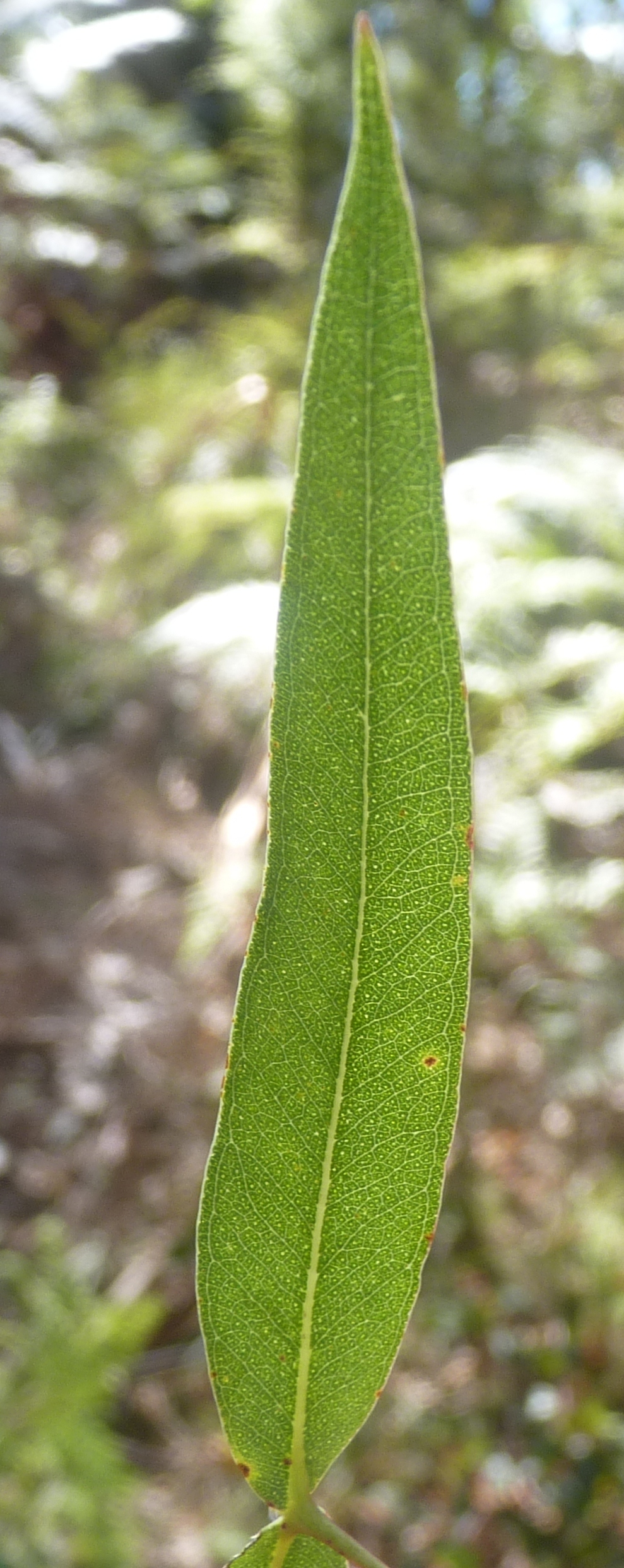 Eucalyptus viminalis subsp. viminalis (hero image)