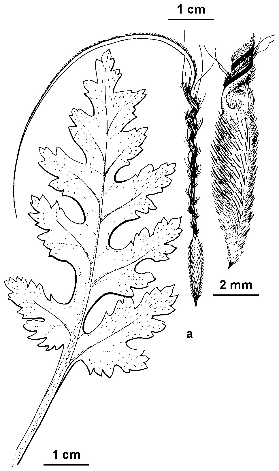 Erodium brachycarpum (hero image)