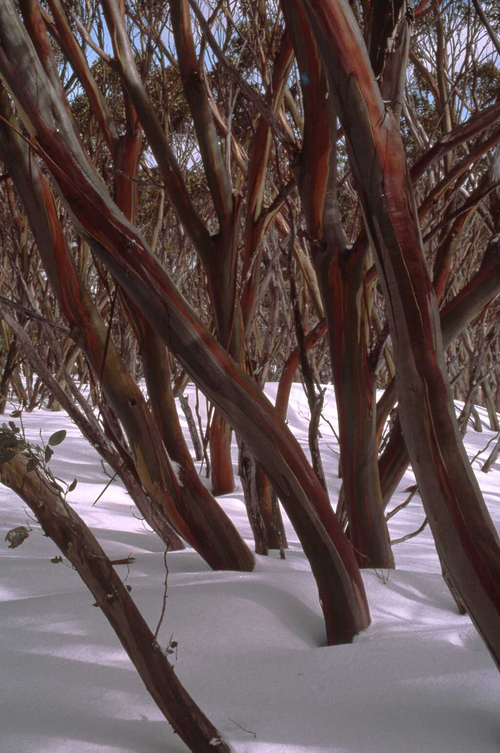 Eucalyptus pauciflora subsp. acerina (hero image)